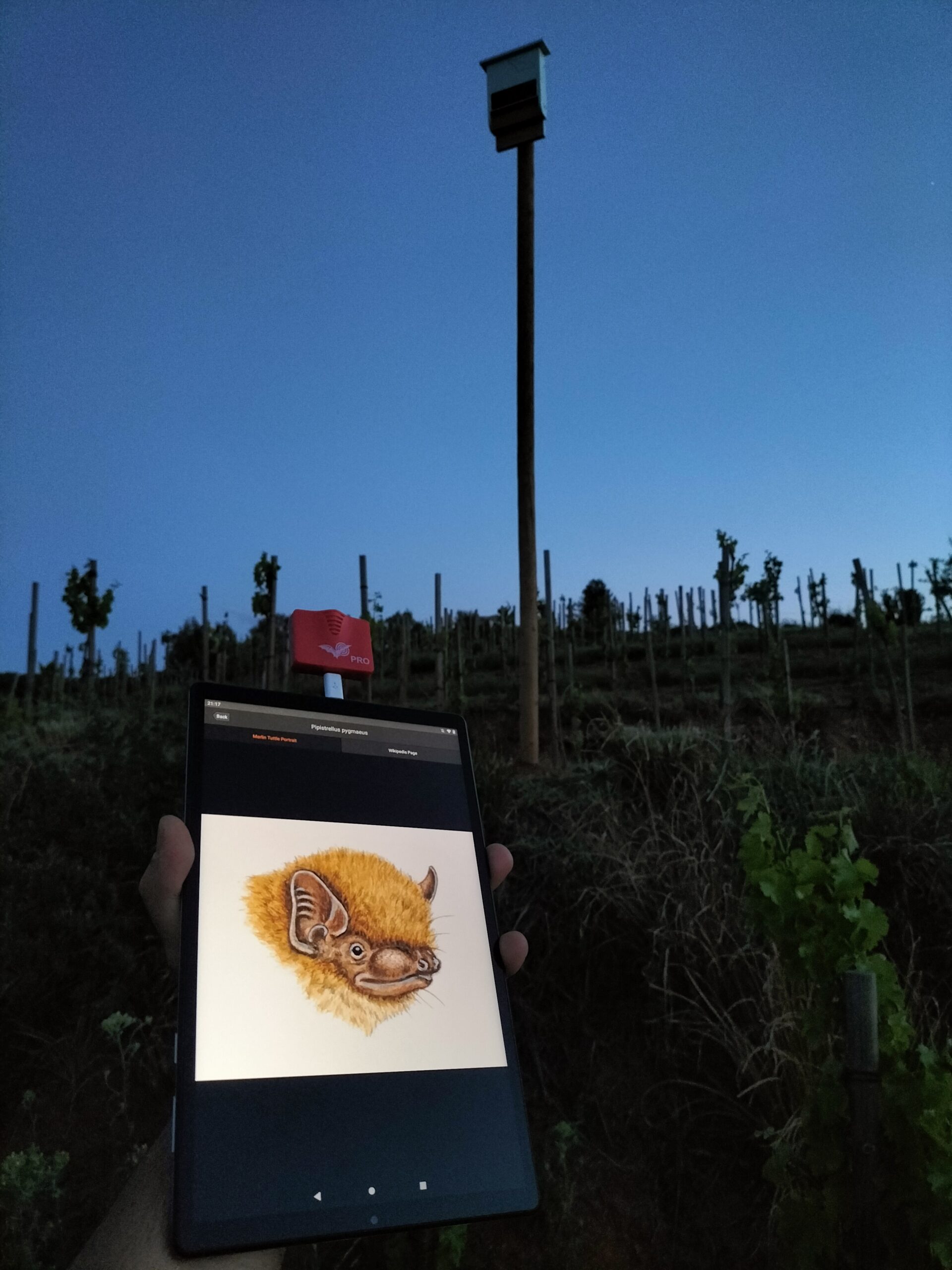 Detector de ultrasonidos conectado a una tableta junto a un refugio para murciélagos en un viñedo.