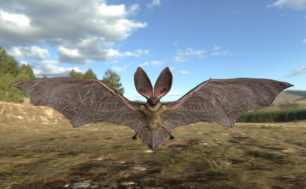 murcilagosmalaga_murciélagos y realidad virtual
