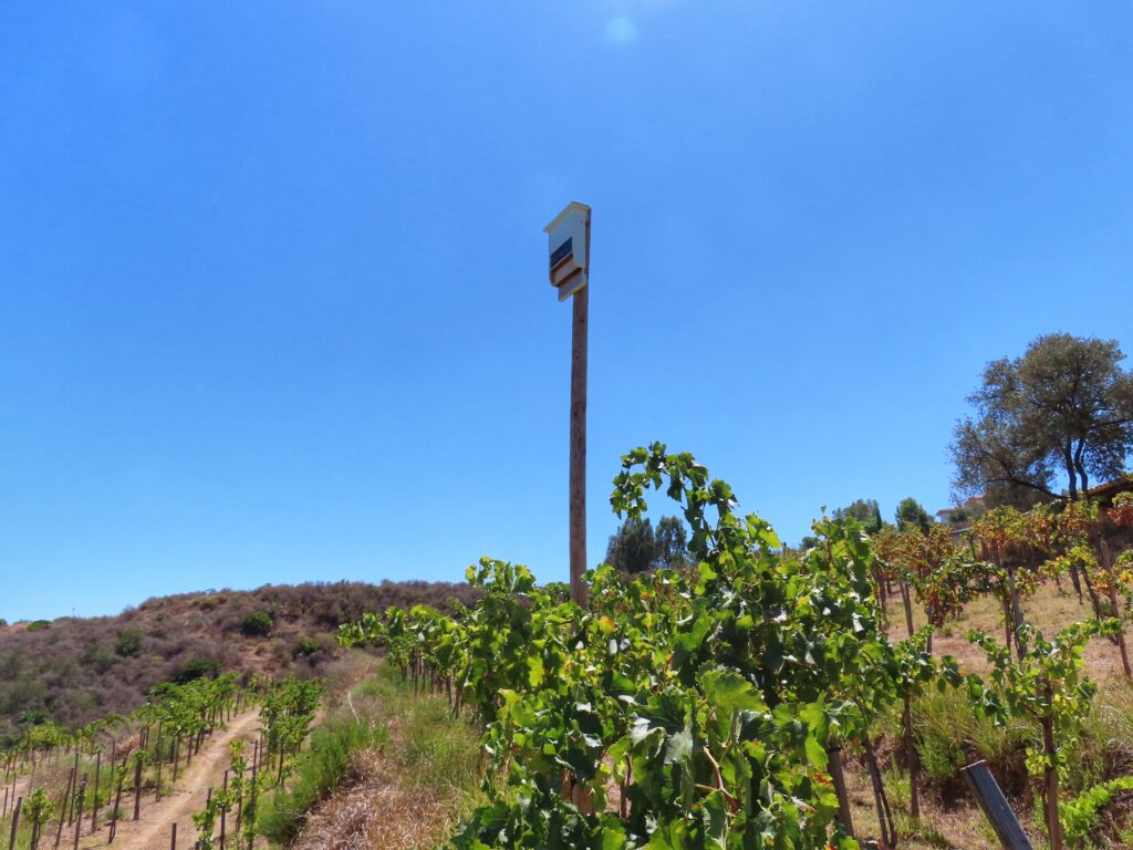 Refugio de Murciélagos Málaga para Control Biológico de Plagas, centrado en la Viticultura Ecológica