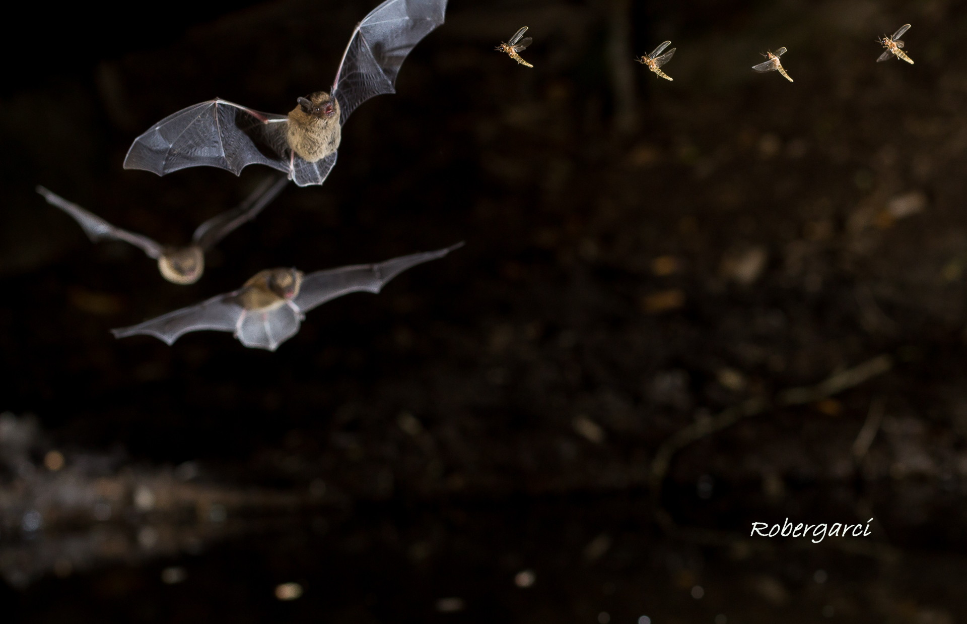 Secuencia de un murciélago cazando insectos en vuelo. Fotografía de Roberto García.
