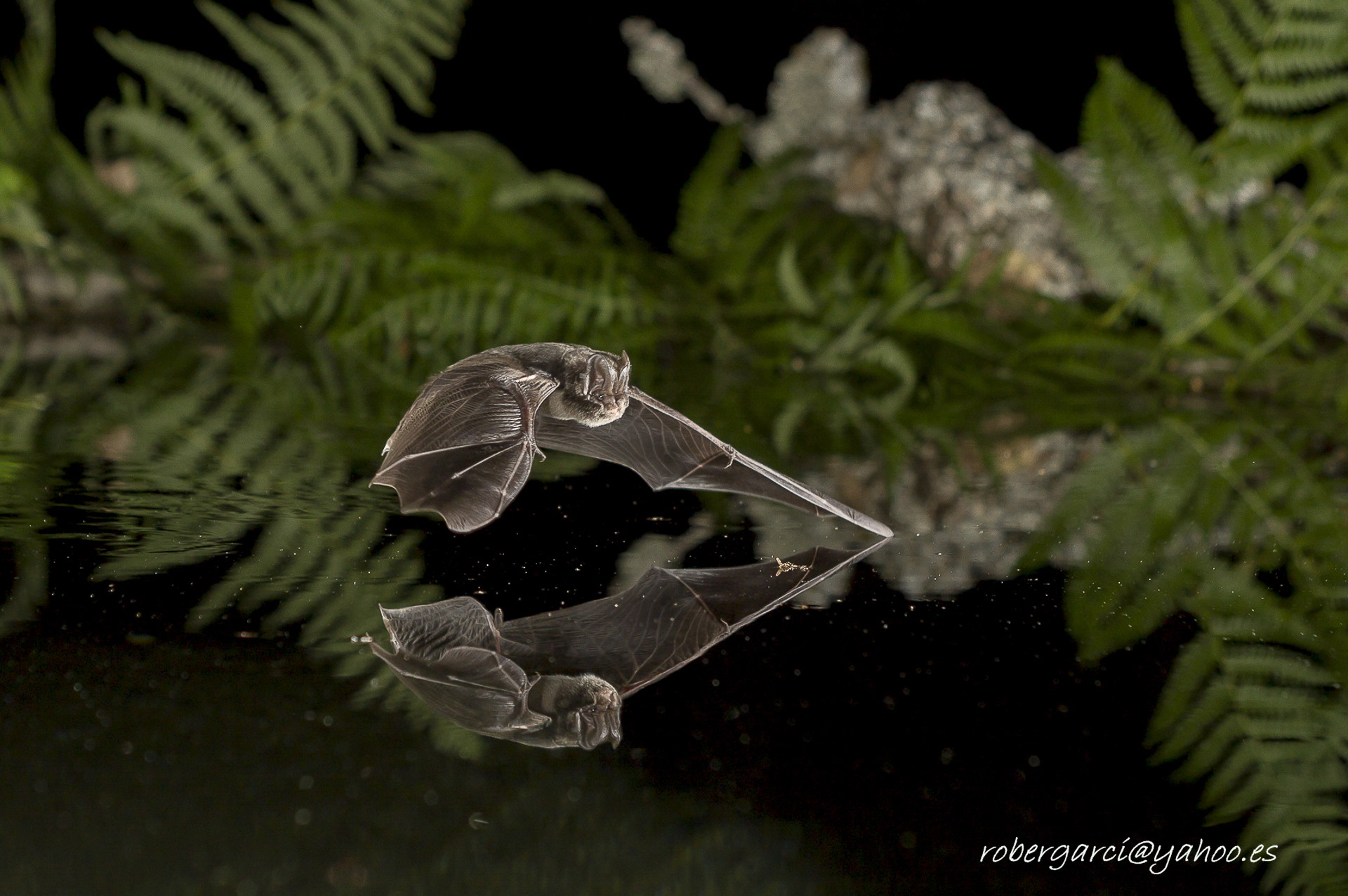 Murciélago cazando sobre el agua entre helechos, con su reflejo. Fotografía de Roberto García.