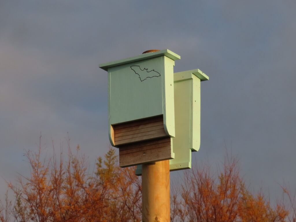 Refugio para murciélagos de MuMa instalado sobre un poste, con entrada inferior y cubierta protectora.