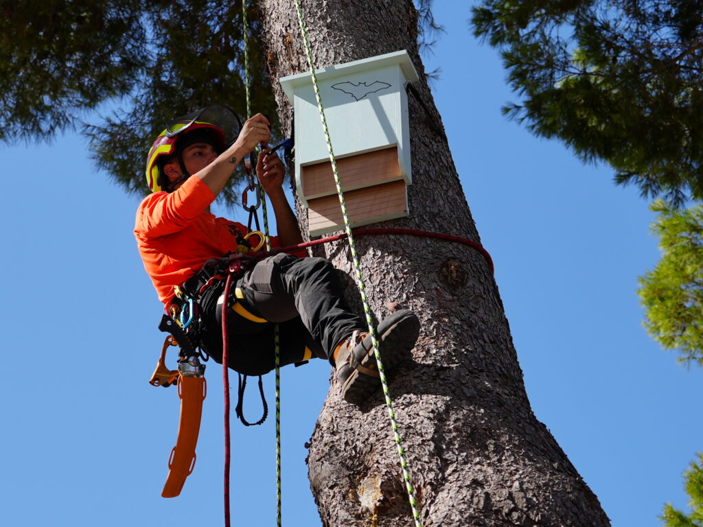 Técnico con casco y equipo de cuerda instalando un refugio para murciélagos en un árbol