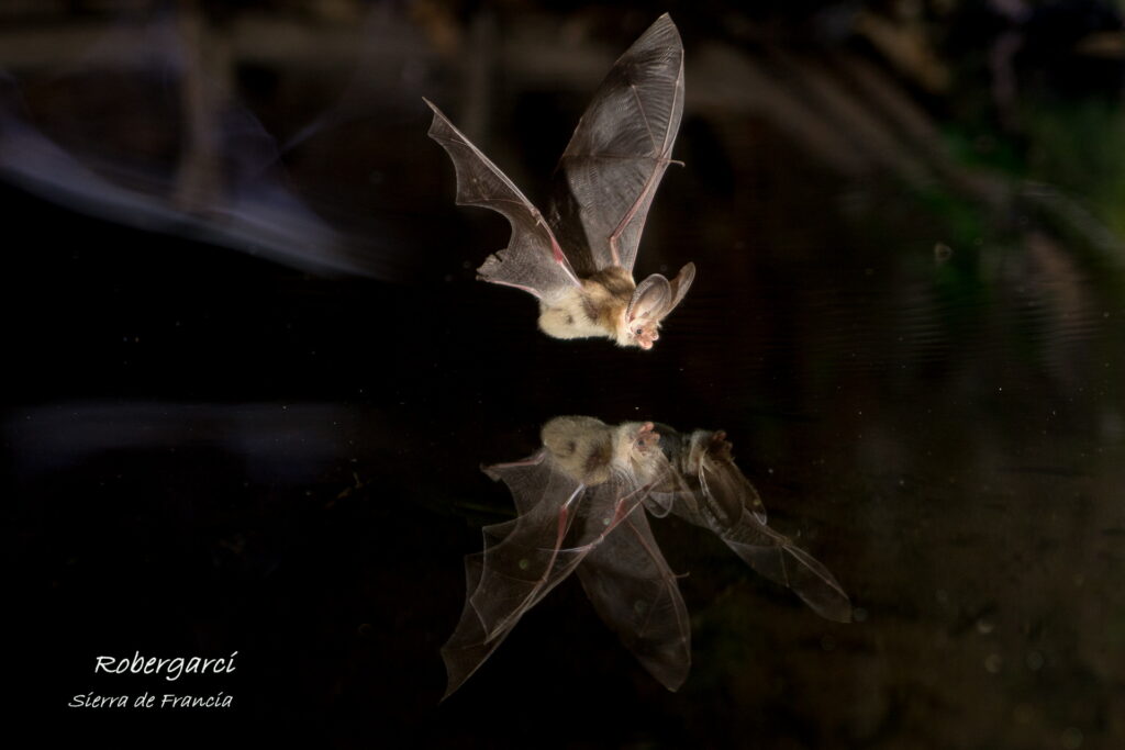 Murciélago orejudo en vuelo sobre el agua, con su reflejo. Fotografía de Roberto García.