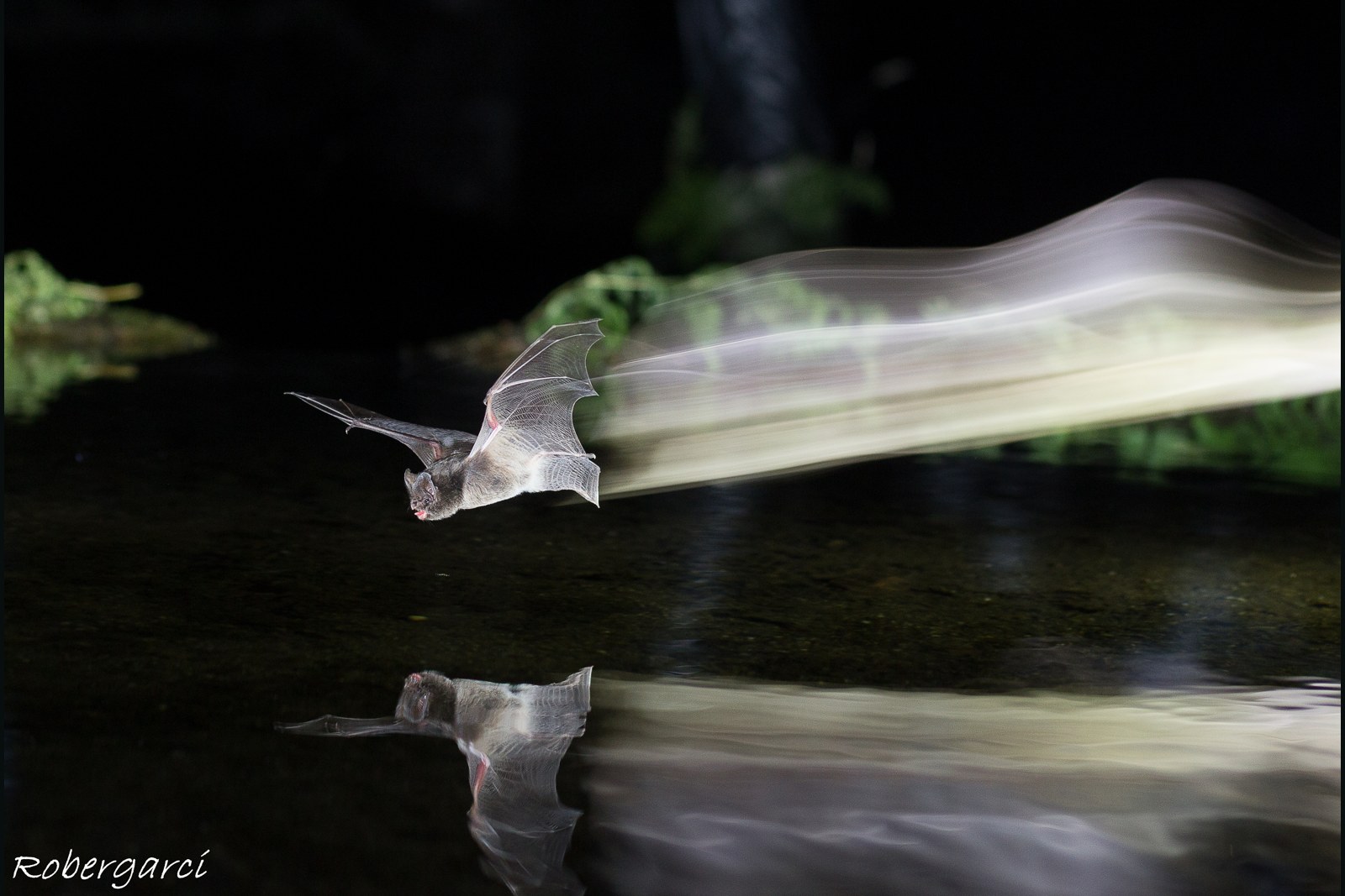 Murciélago en vuelo con una estela de luz sobre el agua. Fotografía de Roberto García.