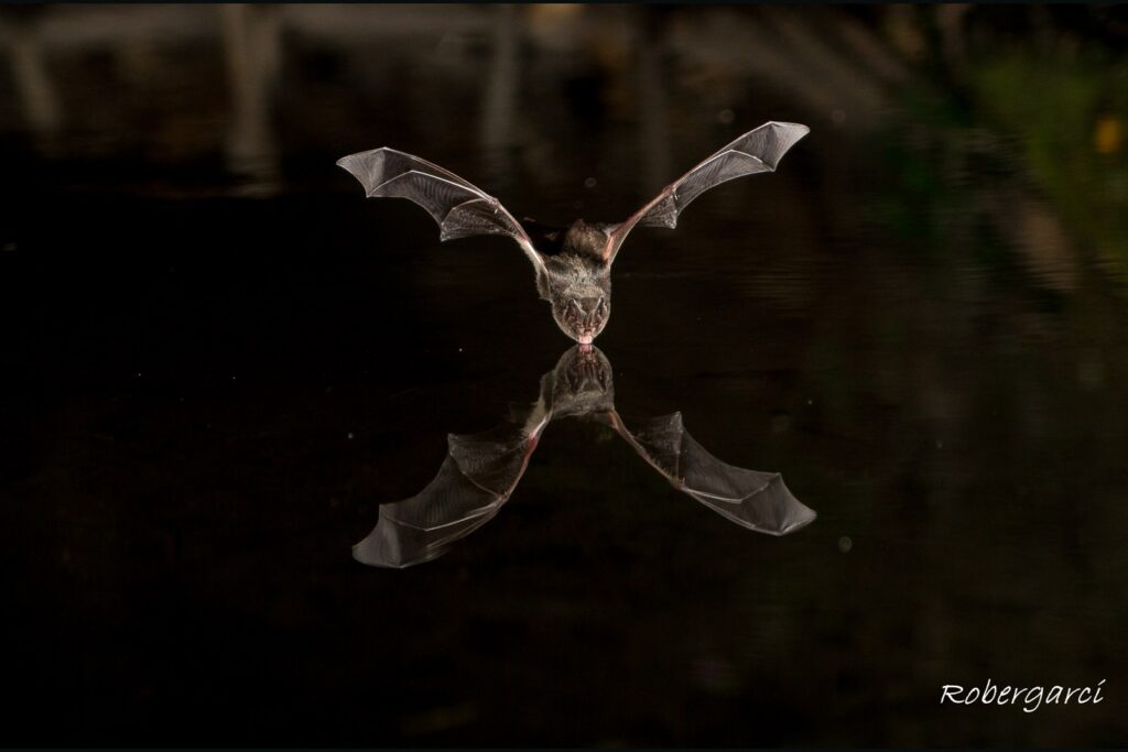 Murciélago en vuelo frontal con su reflejo sobre el agua. Fotografía de Roberto García.