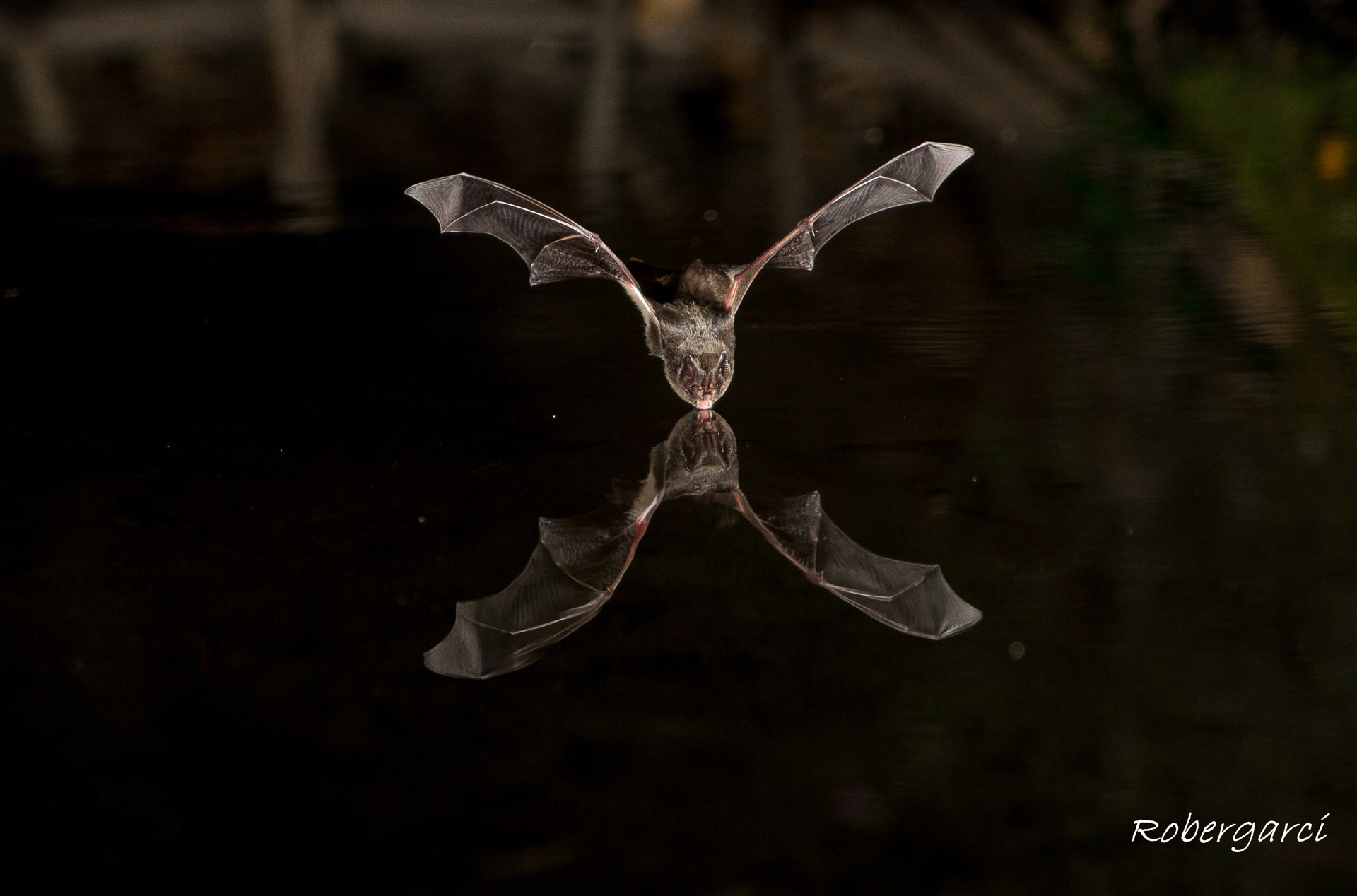 Murciélago en vuelo frontal y su reflejo sobre el agua. Fotografía de Roberto García.