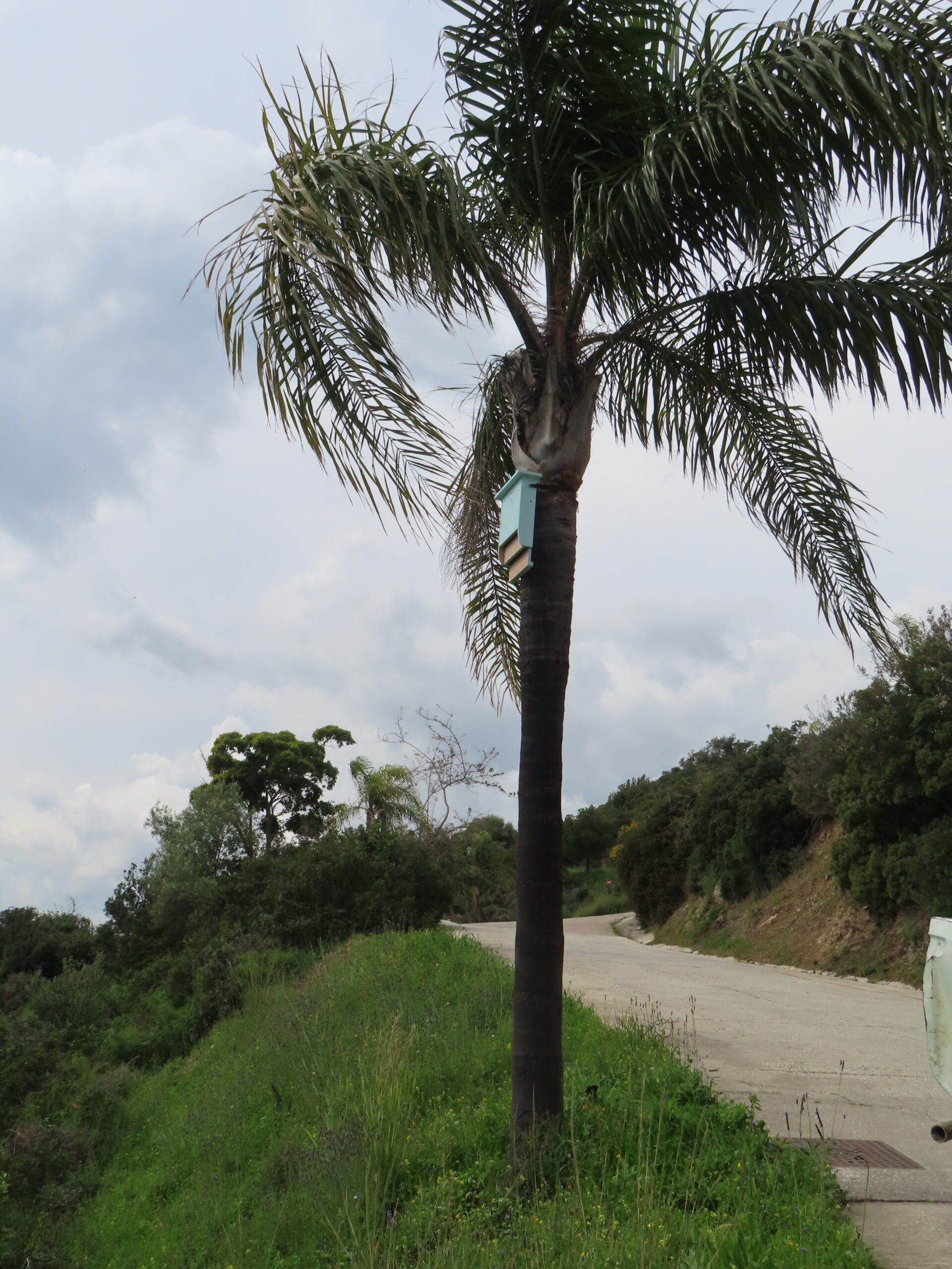 A bat box installed on a palm tree at Selwo Aventura.