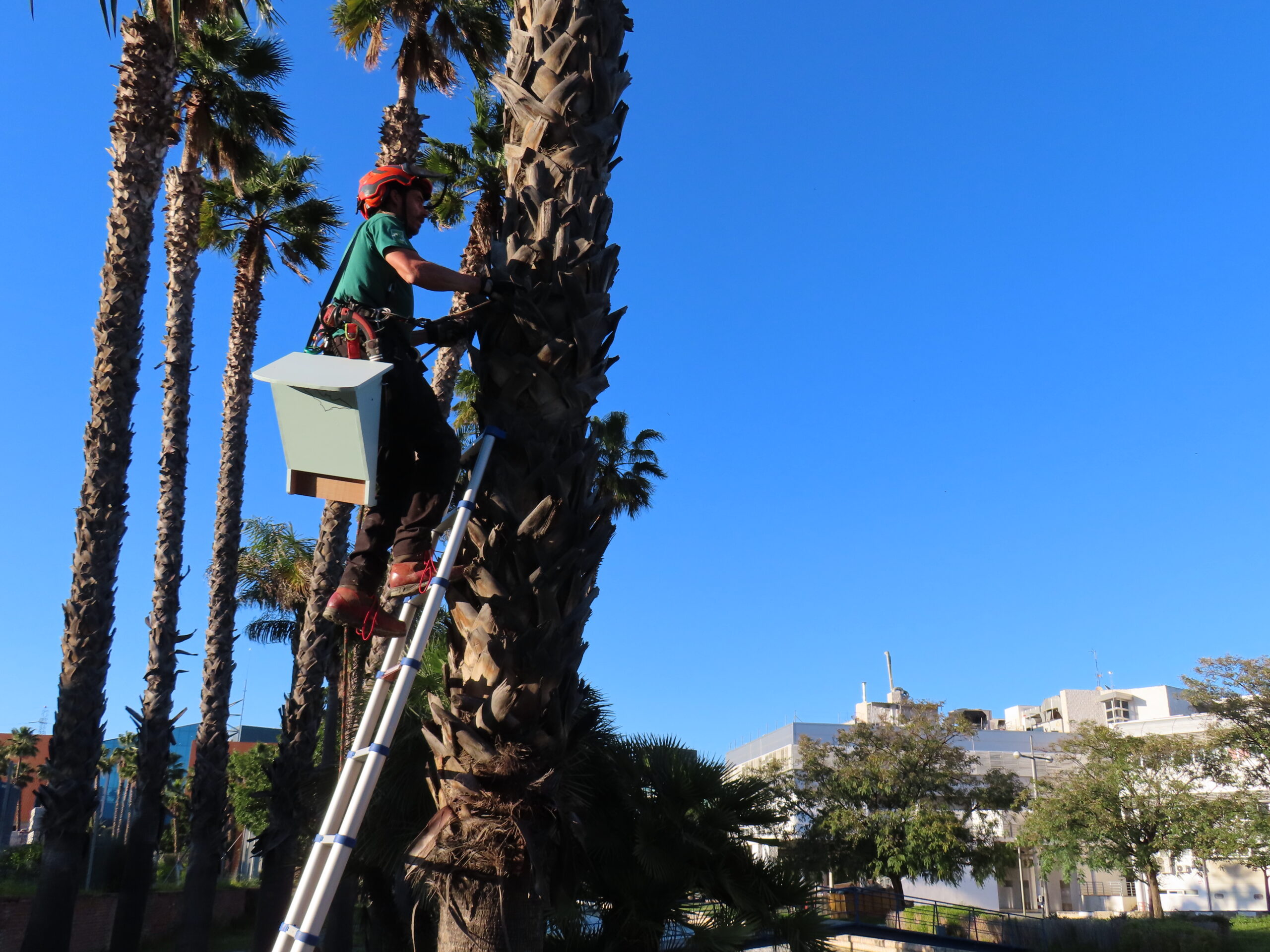 Técnico instalando un refugio triangular para murciélagos en una palmera de Málaga TechPark.