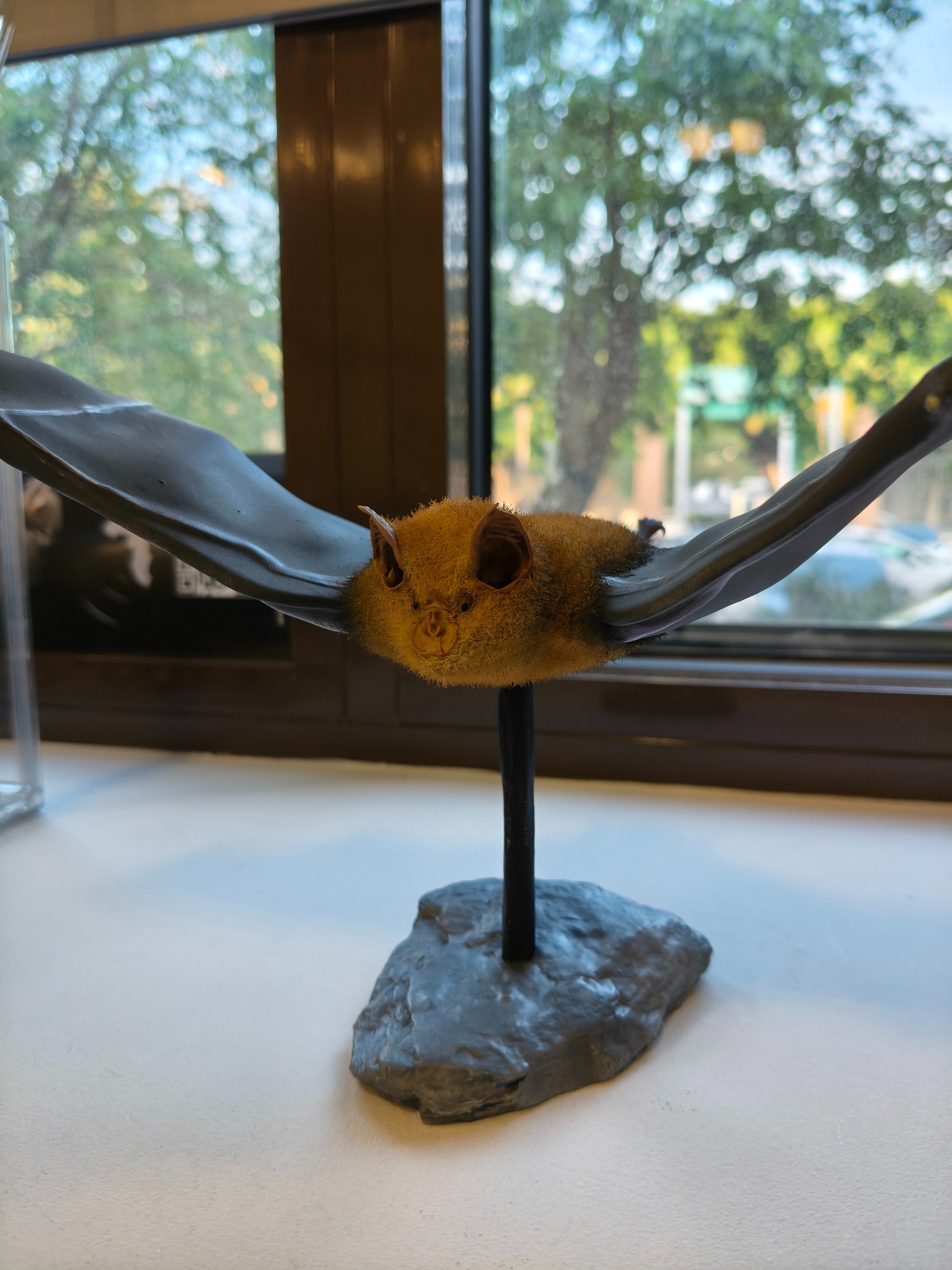 Modelo físico de murciélago de MuMa Bat 3D Collection.