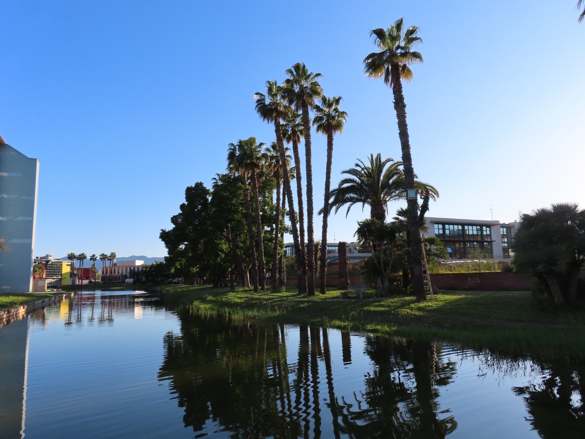 Lake and palm trees during bat box installation at Málaga TechPark.