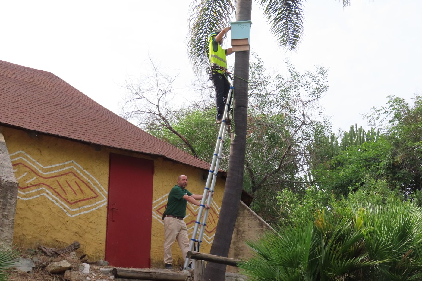 Installing a bat box on a palm tree at Selwo Aventura Estepona.