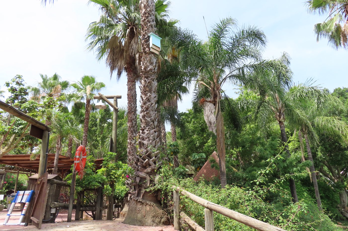 A bat box installed on a palm tree at Selwo Aventura Estepona.