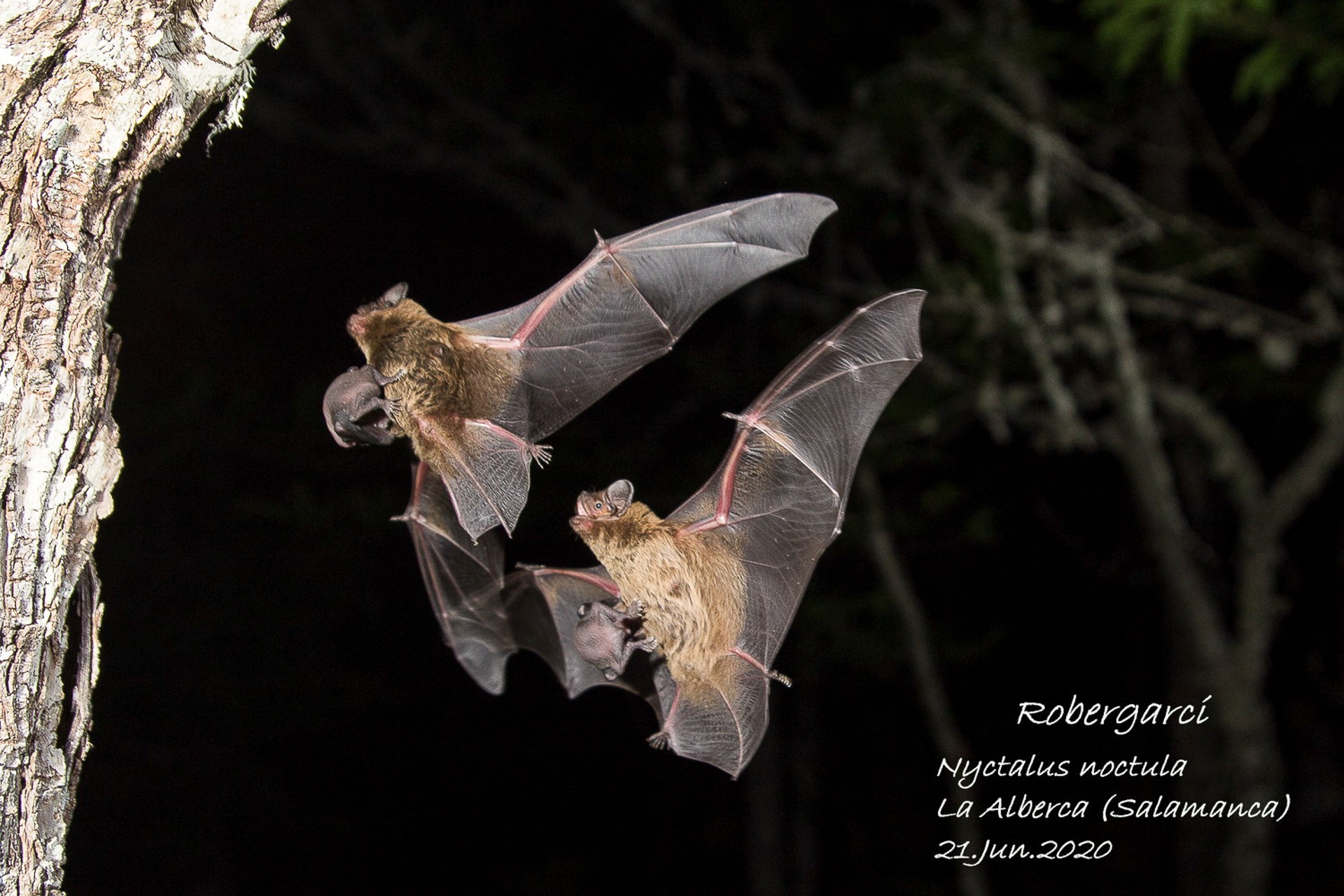 Nyctalus noctula con sus crías en vuelo junto a un árbol