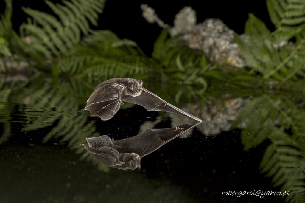 Barbastella barbastellus — Roberto García
