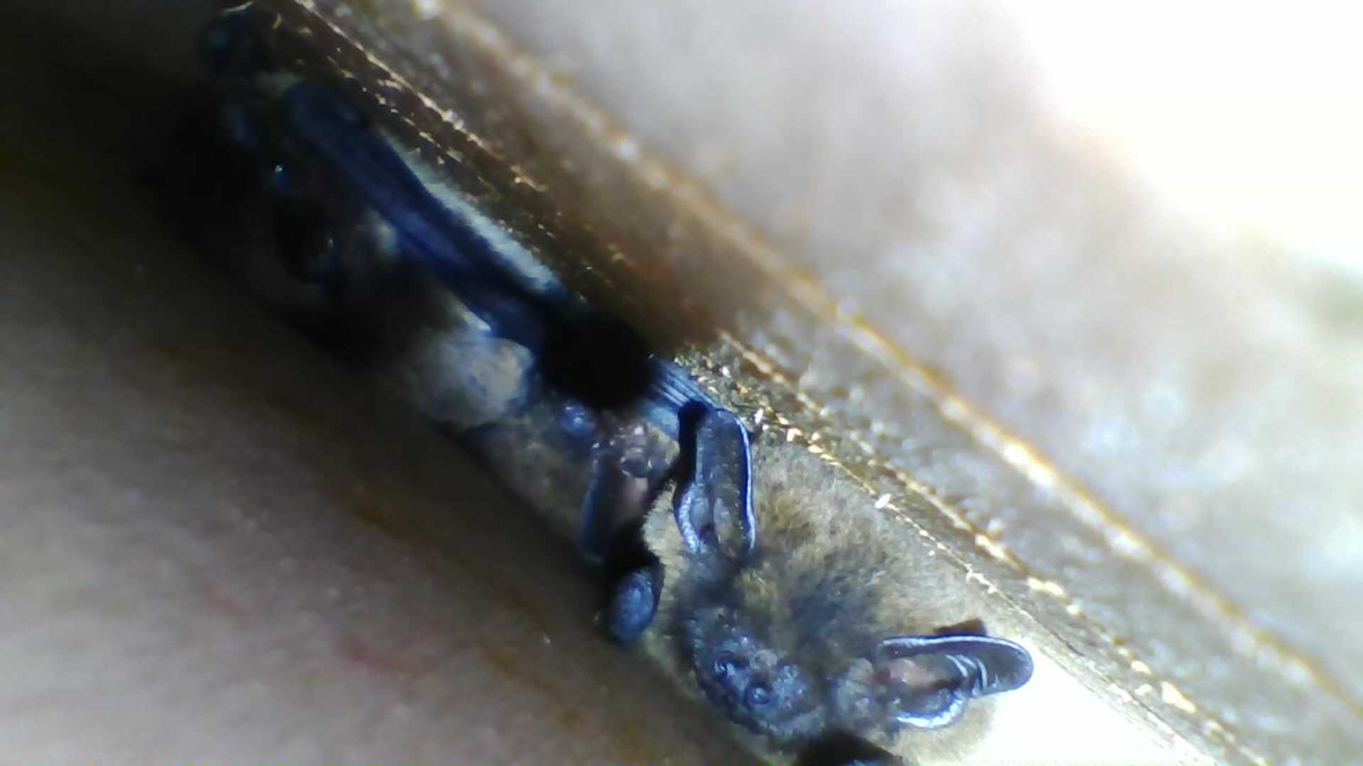 Pipistrellus spp. observados con cámara en el interior de un refugio MuMa
