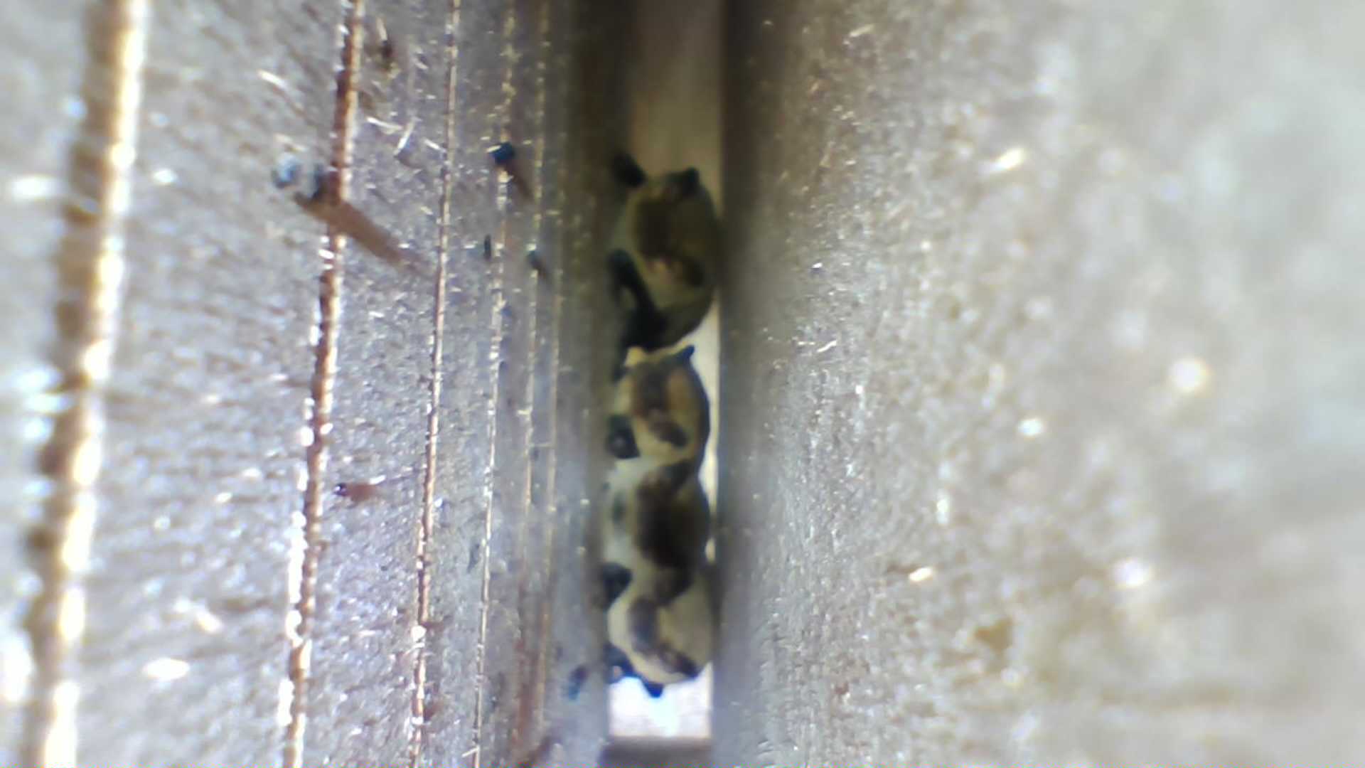 Varios Pipistrellus spp. en una cámara interior de un refugio MuMa