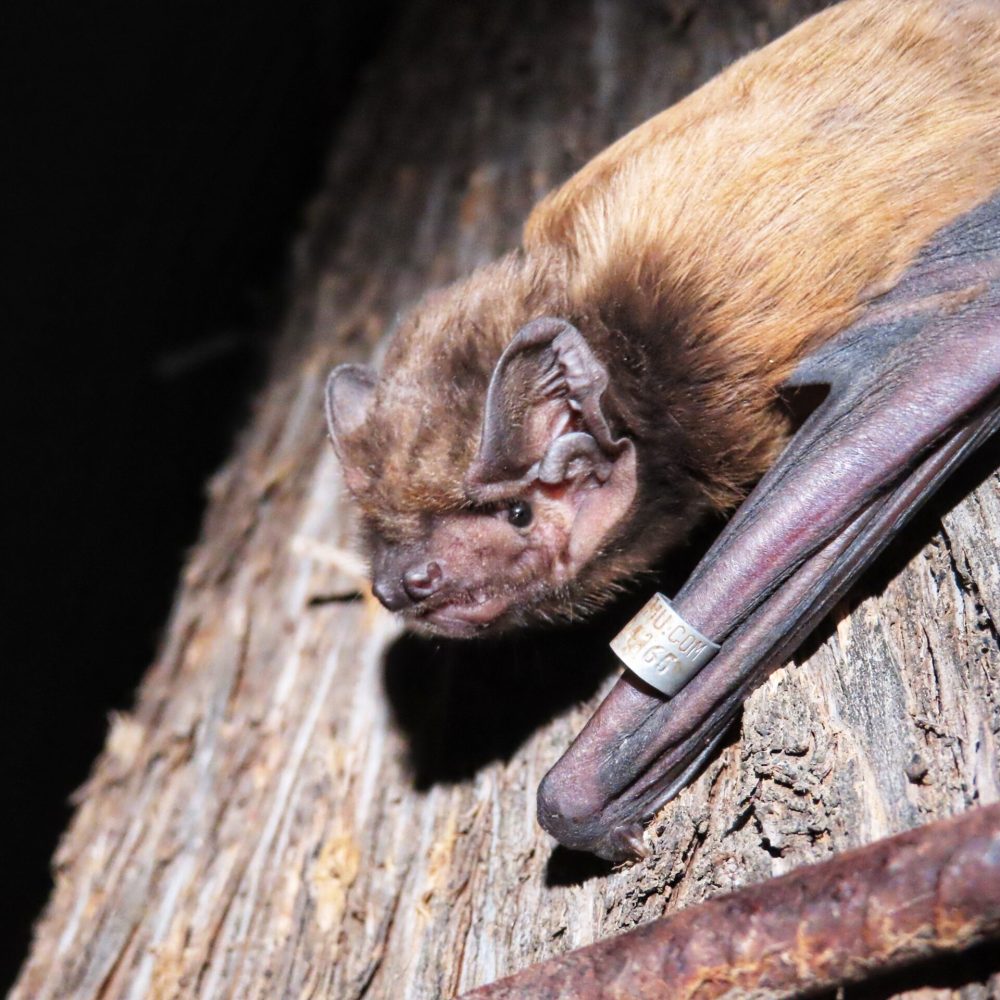 Noctulo grande Murciélagos Málaga Moret