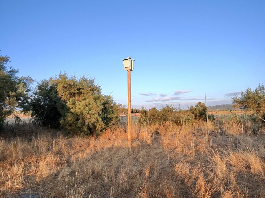 Refugio para murciélagos instalado sobre un poste entre la vegetación del entorno de Fuente de Piedra.